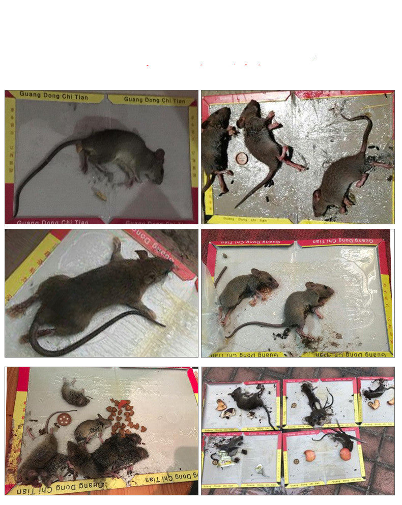 Household Strong Sticky Mouse Trap Sticker